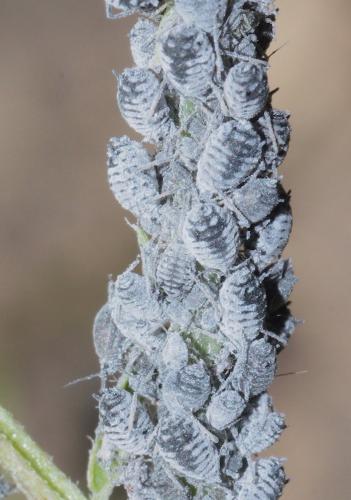 Aphis craccae